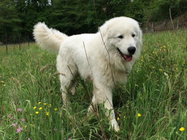 Rubino della Perla Maremmana, 20 month old